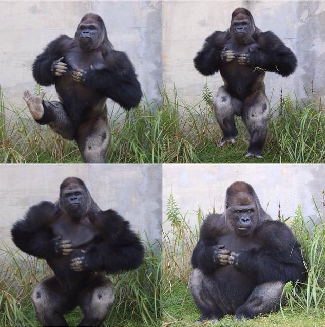 syndrome x and the silverback gorillas Silverback gorillas use situation-specific smells to communicate with friends and warn away foes current issue gorillas use body odor to communicate. syndrome x and the silverback gorillas Silverback gorillas use situation-specific smells to communicate with friends and warn away foes current issue gorillas use body odor to communicate.