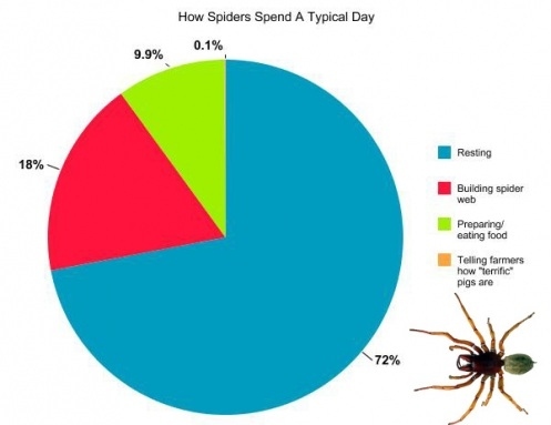 A Day In The Life Of An Animal... With Pie Charts ... spider diagram of eating 