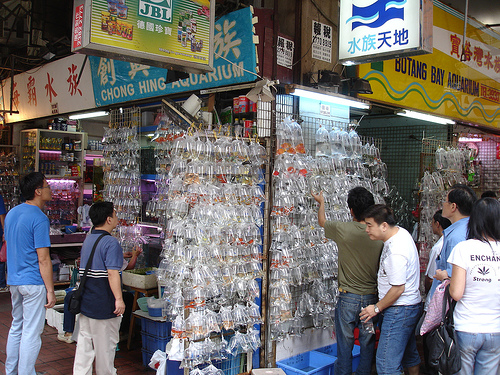 goldfish-street-hong-kong-8.jpg goldfish-street-hong-kong-8.jpg