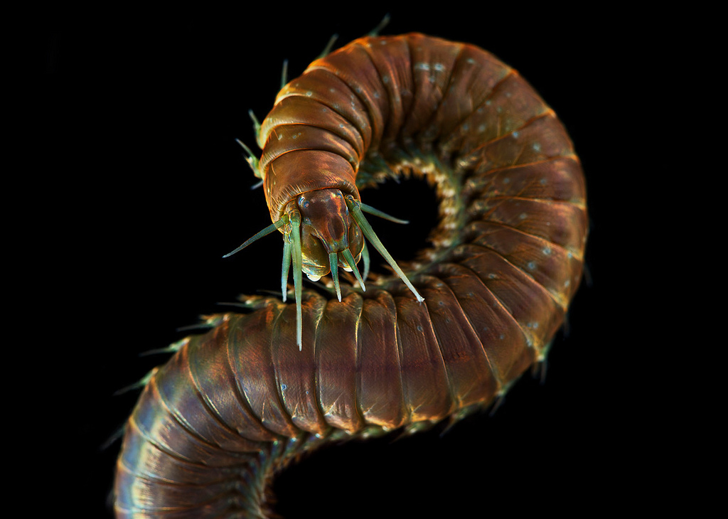 Photographer Stumbles Upon New Worm Species While Shooting These Gorgeous Invertebrates