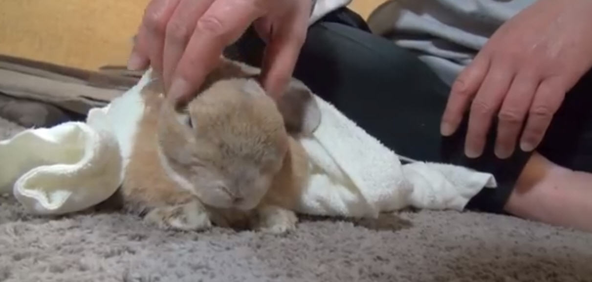 Angry Rabbit Growls and Stomps His Feet if The Pets Don't Keep Coming