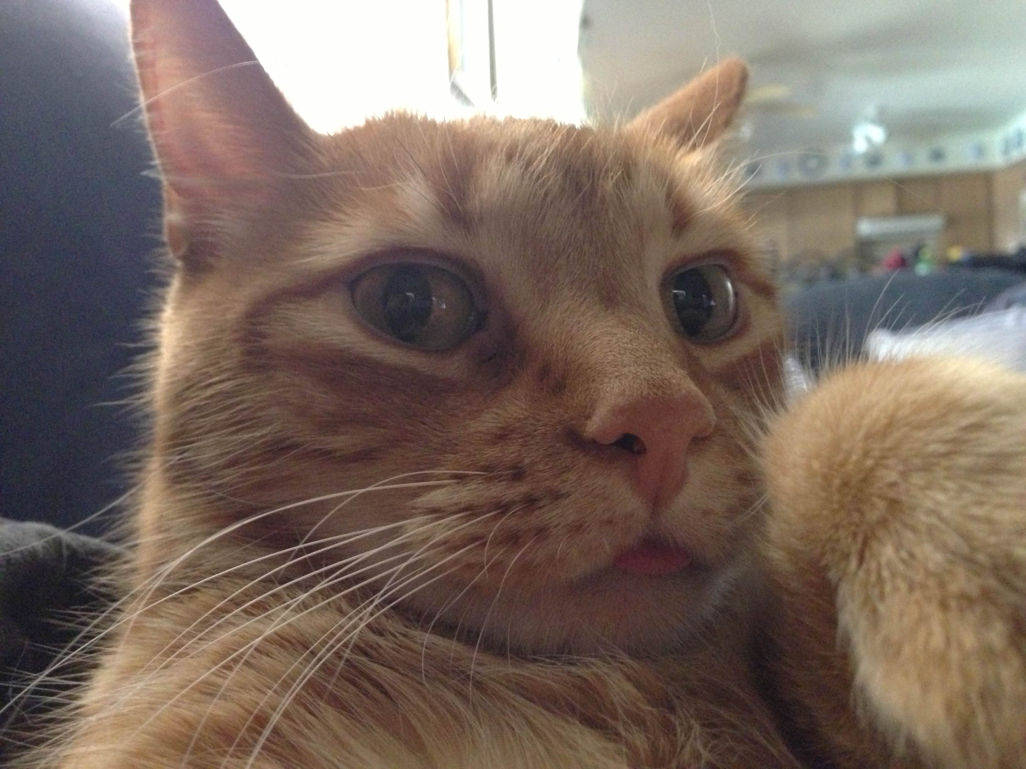 These Cats Have Already Mastered The Art Of Taking Selfies.