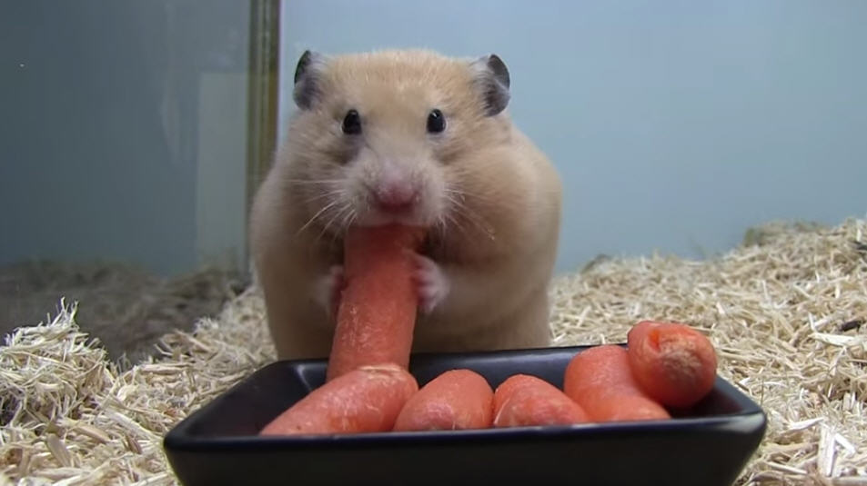 Hamster Cutely Stuffs His Face With 5 Baby Carrots [VIDEO] FOOYOH
