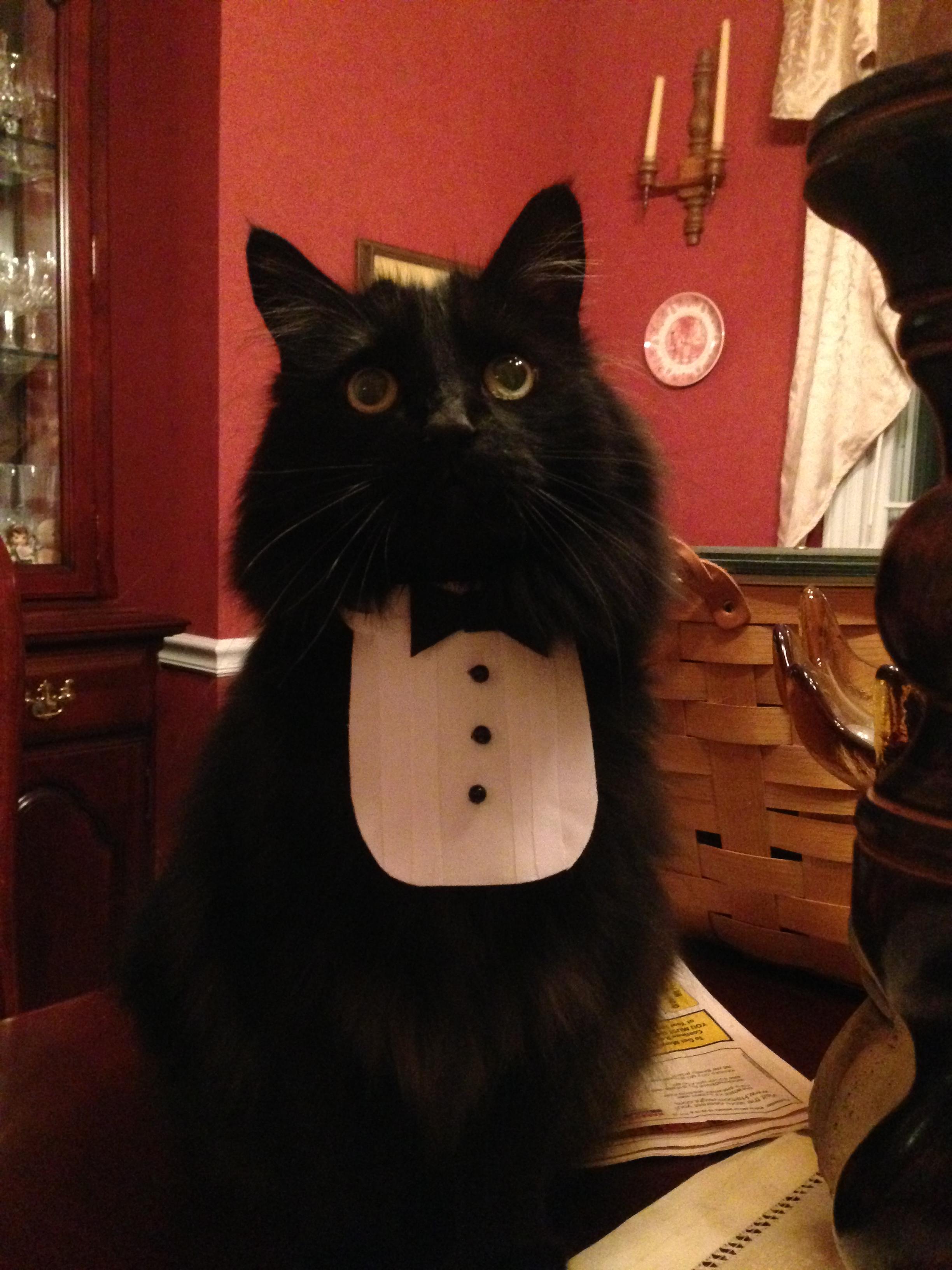 Кот джентльмен. Кот интеллигент. Коты джентльмены. Черный кот джентльмен.