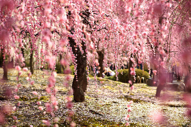 17 Photos of Japanese Cherry Blossoms That Will Make You Want to Travel ...